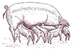 Fleisch vom Bunten Bentheimer Schwein